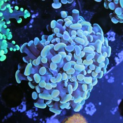 Euphyllia paraancora