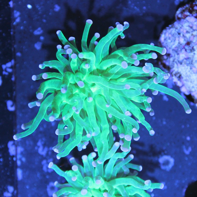 Euphyllia glabrescens