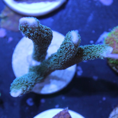 Montipora digitata