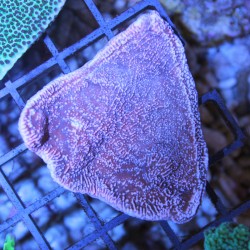 Montipora capricornis- Rose