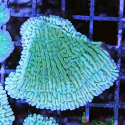 Montipora sp. JF Beach Bum