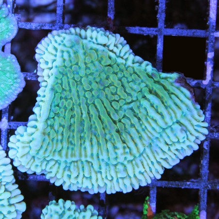 Montipora sp. JF Beach Bum