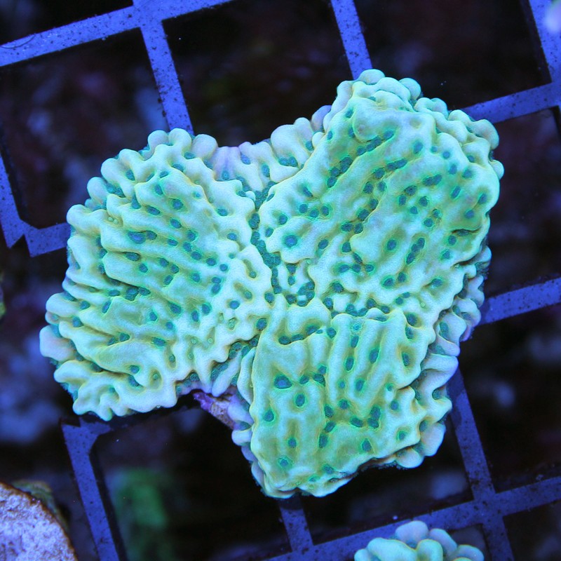 Montipora sp. JF Beach Bum