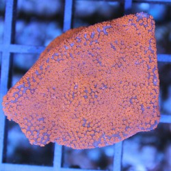 Montipora sp.