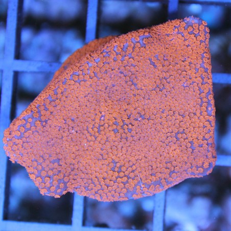 Montipora sp.