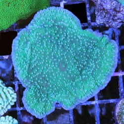 Montipora foliosa