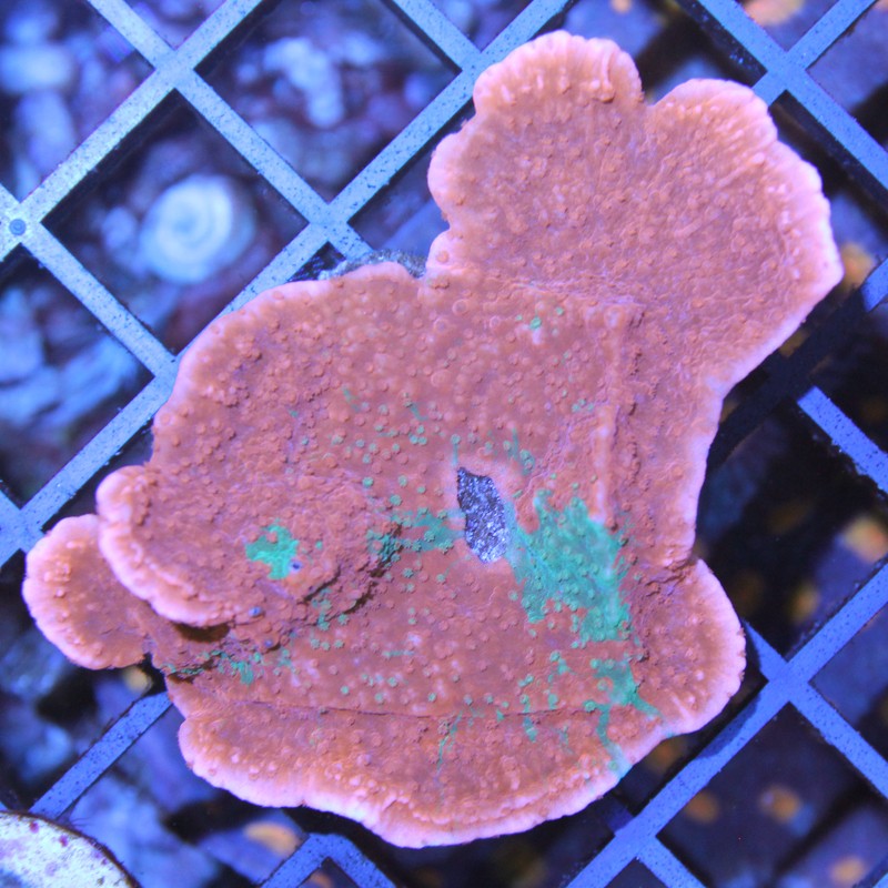 Montipora foliosa- Grafted