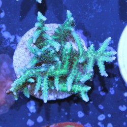 Seriatopora hystrix