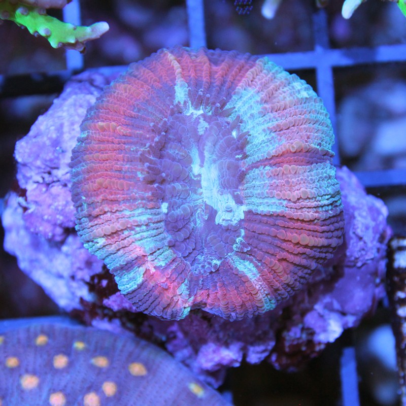 Trachyphyllia geoffroyi