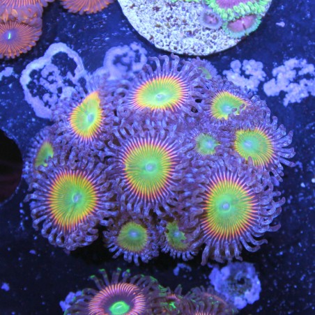 Zoanthus Ultra Rainbow