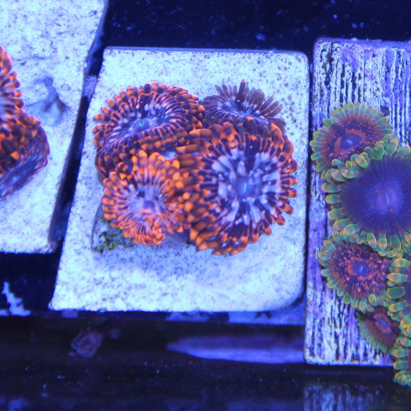 Zoanthus Ultra Utter Chaos