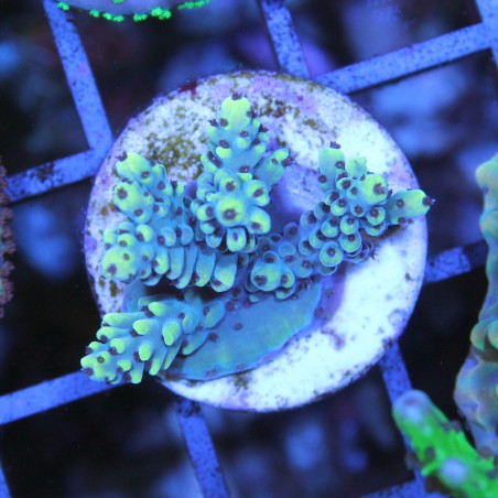 Acropora sp.