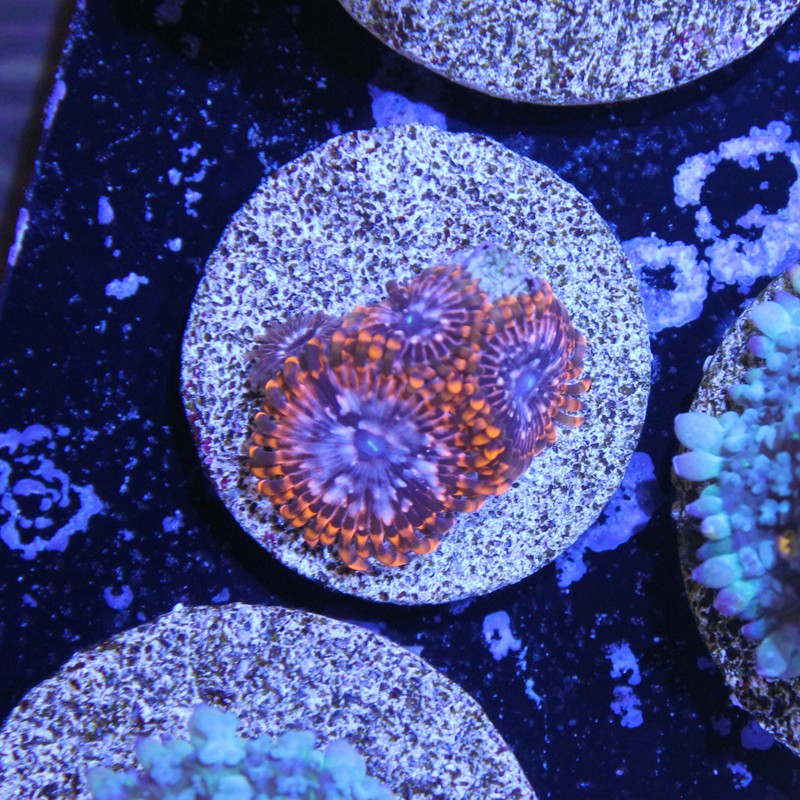 Zoanthus Ultra Utter Chaos