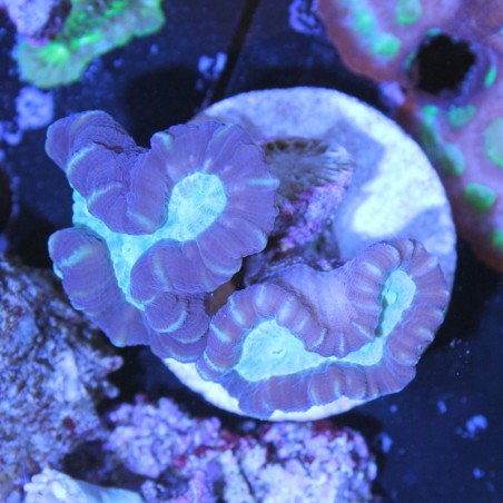 Caulastrea echinulata