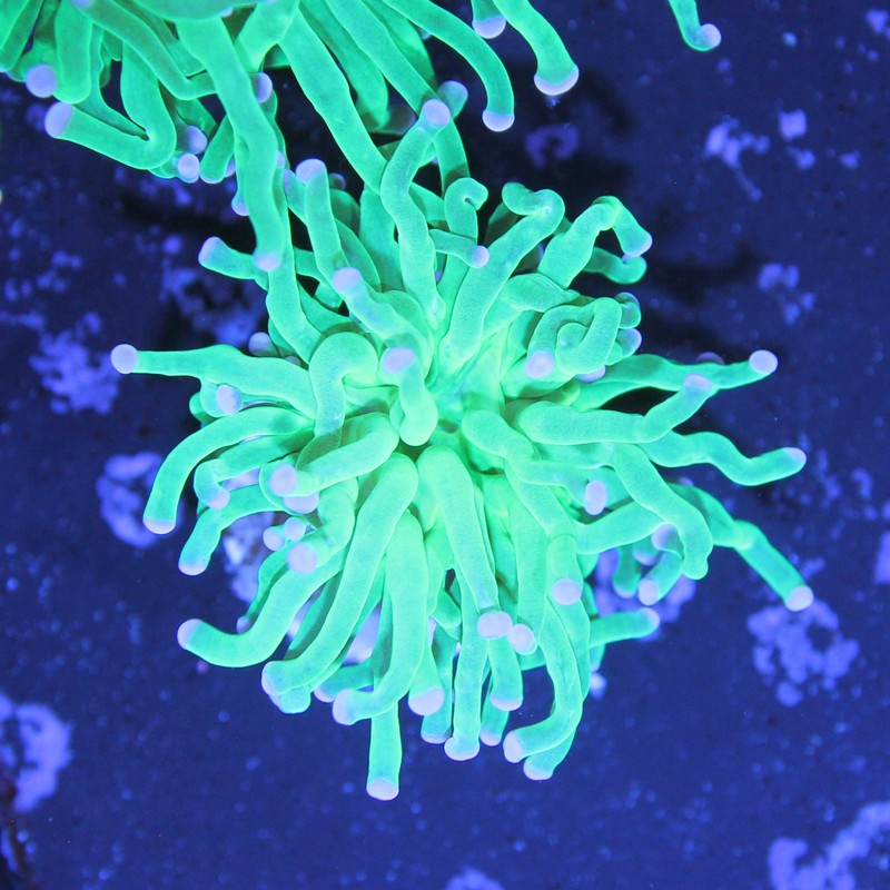 Euphyllia glabrescens