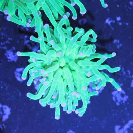 Euphyllia glabrescens