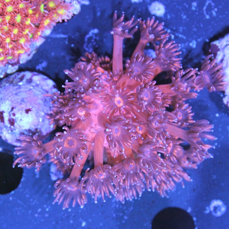 Goniopora sp. Rot