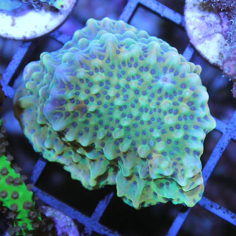 Montipora spec.- Crazy-T