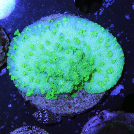 Cyphastrea Toxic Green