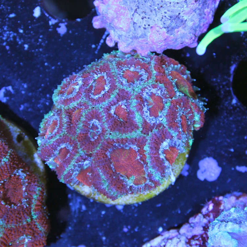 Acanthastrea lordhowensis