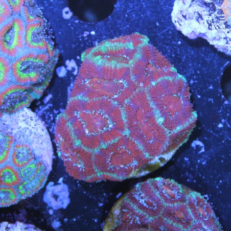 Acanthastrea lordhowensis