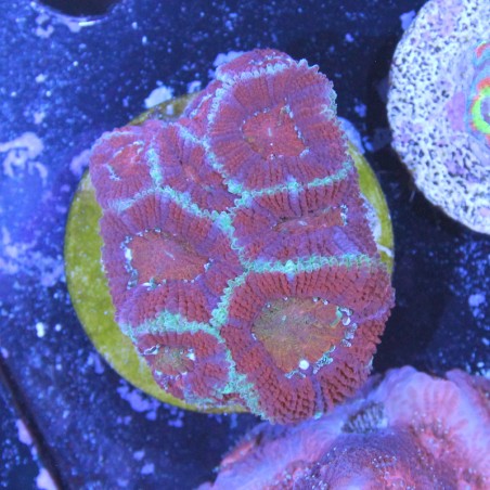 Acanthastrea lordhowensis