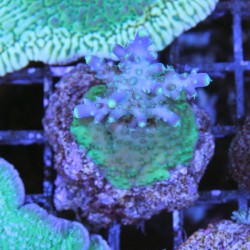 Acropora sp.