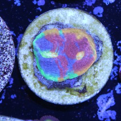 Echinophyllia sp. Rainbow...