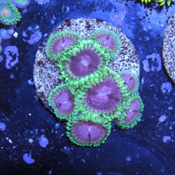 Zoanthus Ultra Pink Diamond