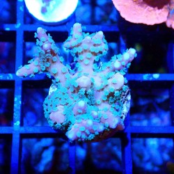 Anacropora RRC Tropicana