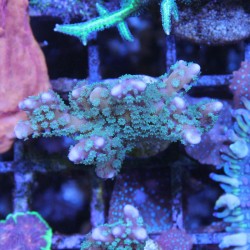 Anacropora RRC Tropicana