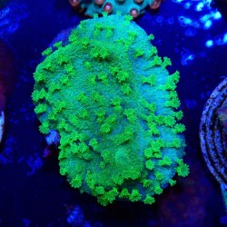 Cyphastrea Toxic Green