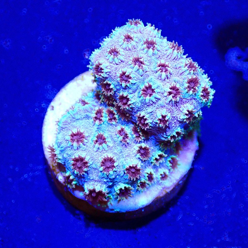 Cyphastrea Skittles Bomb