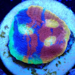 Echinophyllia sp. Rainbow...