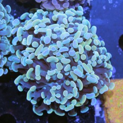 Euphyllia paraancora