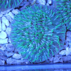 Cycloseris Fluo Green...