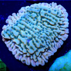 Montipora sp. JF Beach Bum