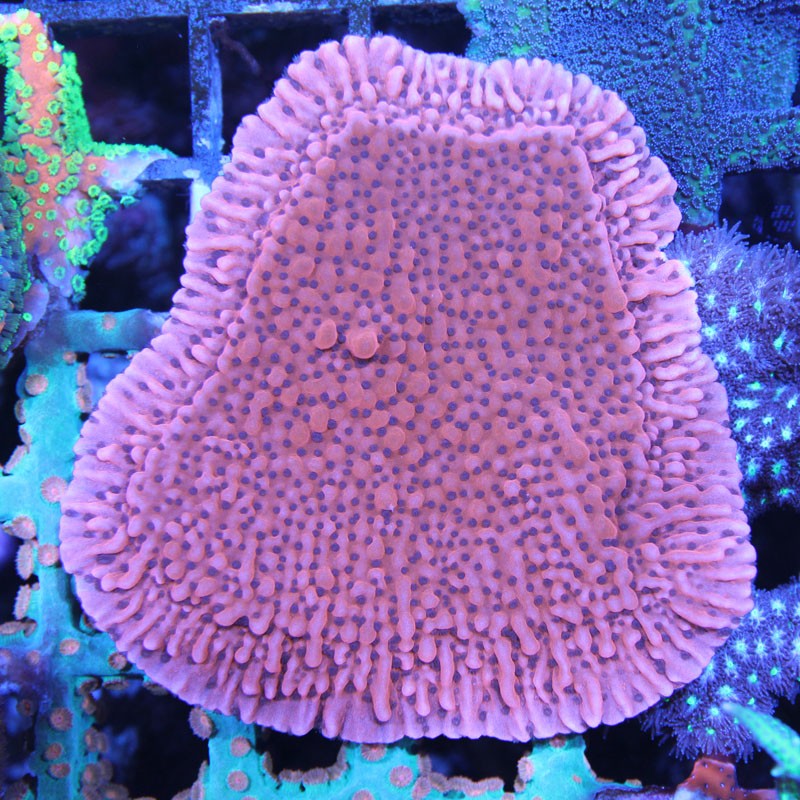 Montipora palawanensis Red