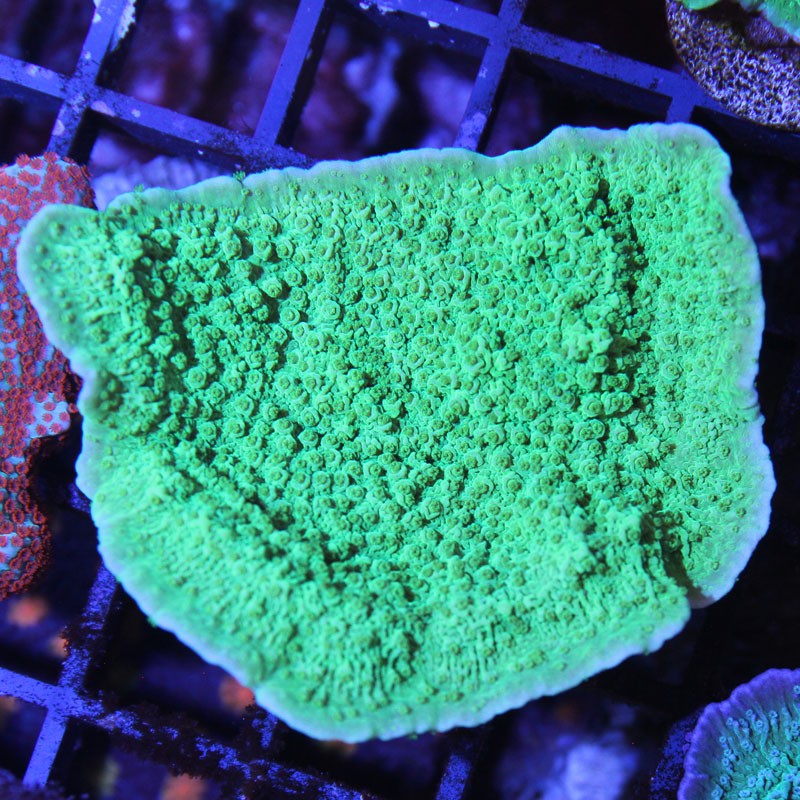 Montipora foliosa