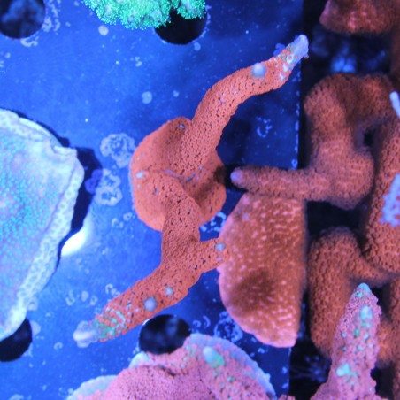 Montipora digitata Forest Fire