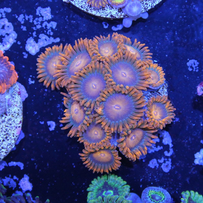 Zoanthus Ultra Oxyde Orange