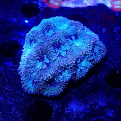 Acanthastrea echinata