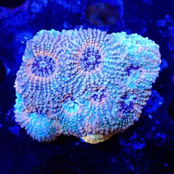 Acanthastrea echinata