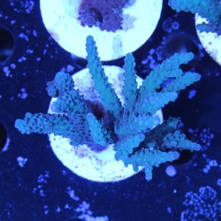 Acropora sp.