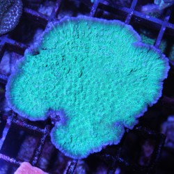 Montipora foliosa