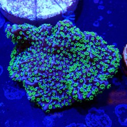 Montipora hispida Hulk