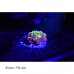 AQUA MEDIC Blue – Taschenlampe mit blauen LEDs