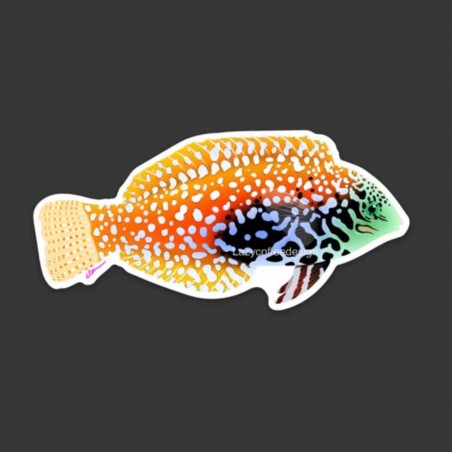 LAZY COFFEE DESIGN Aufkleber „Leopard Wrasse“ – Autocollant