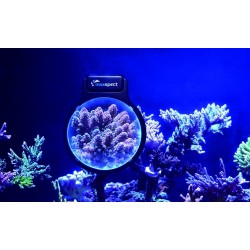 Maxspect Pastel Reef Magnifier M- Loupe pour aquarium