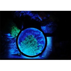 Maxspect Pastel Reef Magnifier L - Lupe für Aquarien